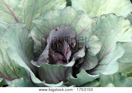 Kırmızı lahana