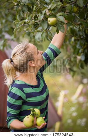 Woman picking up green apples from an apple tree in the garden on a lovely sunny summer day. Girl enjoying apple harvest. Healthy eating and lifestyle concept.