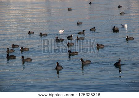 Birds Swim Calmly On The Sea Surface