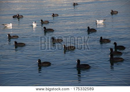 Birds Swim Calmly On The Sea Surface