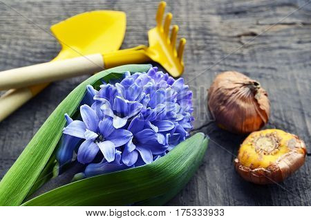 Blue Hyacinth,gardening tools and Gladioli bulbs on old wooden table.Hyacinth spring flower.Spring gardening concept.Selective focus.
