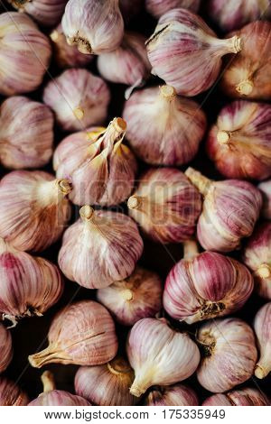 Close-up Garlic Bulbs And Garlic Cloves On Wodeen Background. Ga