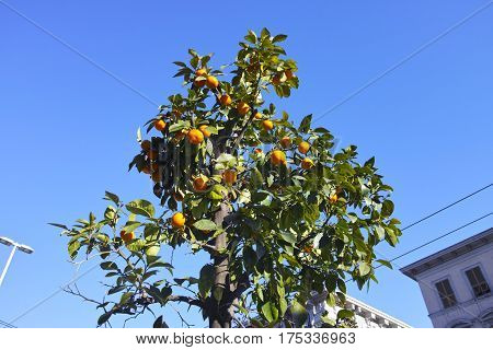 plant of orange in a garden in italy