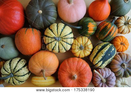 Autumn harvest colorful squashes and pumpkins in different varieties.