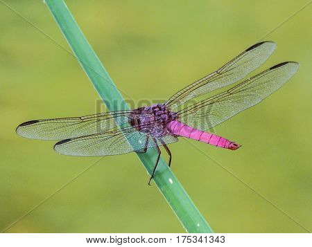 Pink and Purple  dragonfly resting on a branch