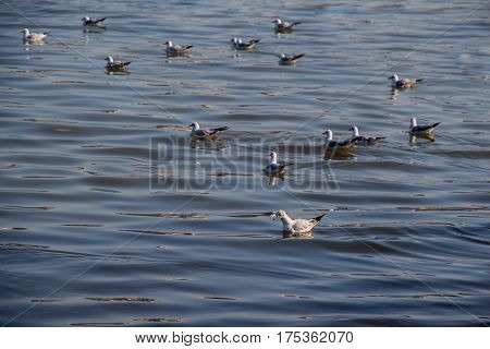 Seagulls Swim Calmly On The Sea Surface