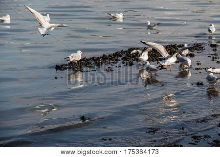 Gruop Of Seagulls Swim Calmly On The Sea Surface