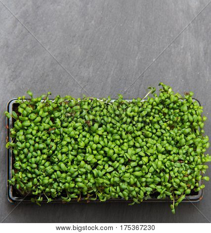 Close Up On Fresh Cuckooflower, Top View, Background Or Texture