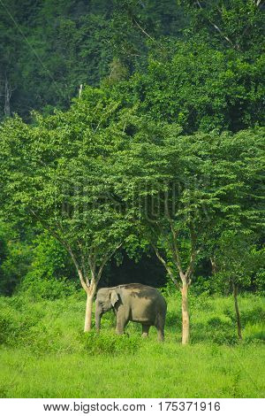 Asian Wild Elephants In The Tropical Forest Of Kuiburi National Park Thailand