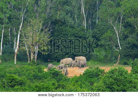 Asian wild elephants in the tropical forest of Kuiburi National Park, Thailand
