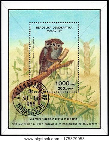 UKRAINE - CIRCA 2017: A stamp printed in Malagasy Madagascar shows Lesser Bamboo Lemur Hapalemur griseus serie Fiftieth anniversary of the botanical and zoological park of Tsimbazaza circa 1988