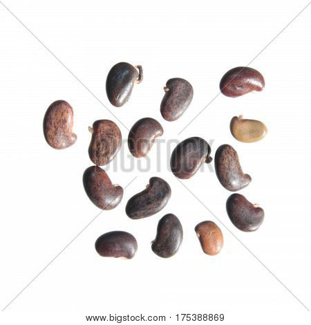 Seeds of shrubby bushclover (Lespedeza bicolor) isolated on white background