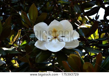 White magnolia flower on a branch in spring