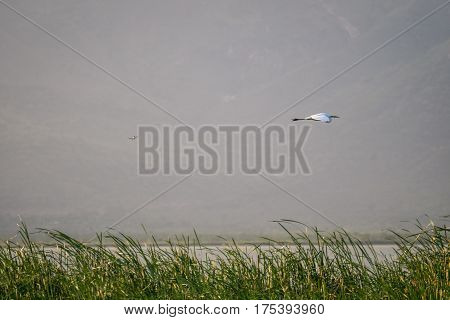 Flying Bird Over Reeds Of Jipe Lake, Kenya