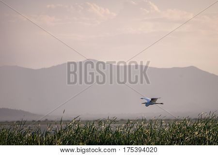 Flying Bird Over Reeds Of Jipe Lake, Kenya
