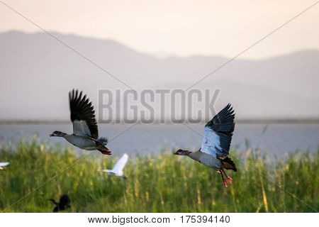 Couple Of Egyptian Goose By Jipe Lake, Kenya, Africa
