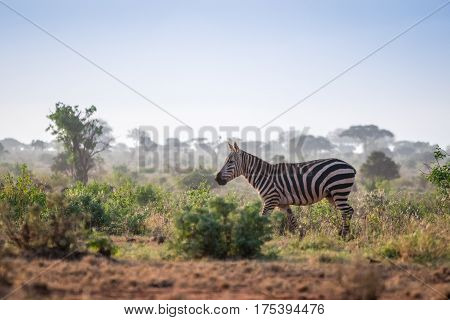 Wild Zebras On Savanna, Kenya, Africa