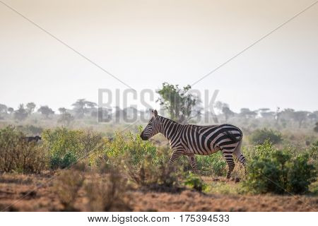 Wild Zebras On Savanna, Kenya, Africa