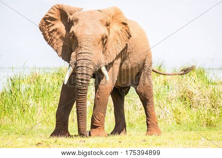 Elephant In Kenya, Africa