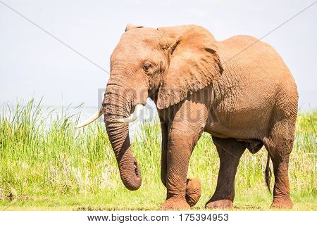 Elephant In Kenya, Africa