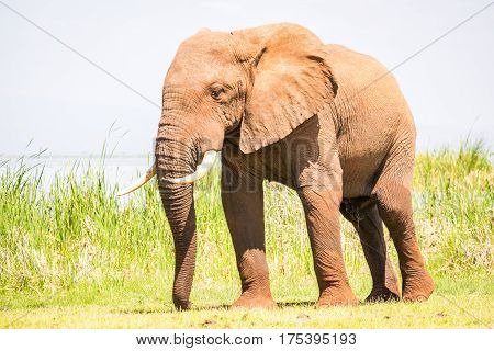 Elephant In Kenya, Africa