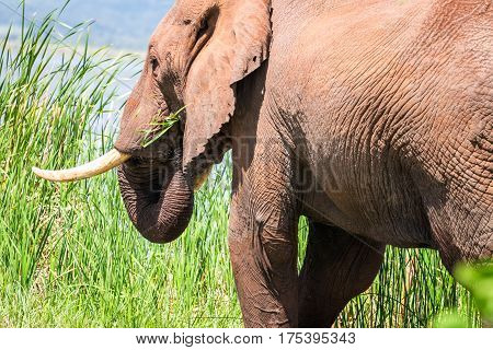 Elephant In Kenya, Africa