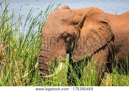 Elephant In Kenya, Africa