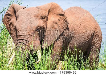 Elephant In Kenya, Africa