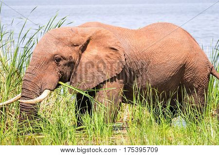 Elephant In Kenya, Africa