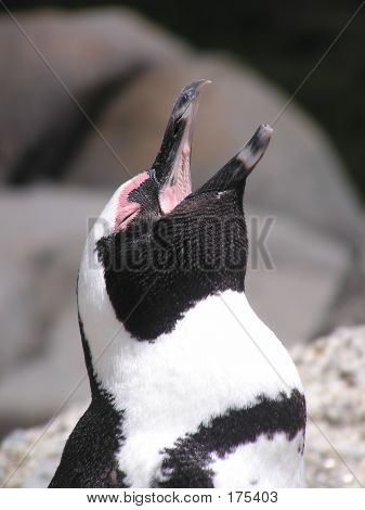 Penguen