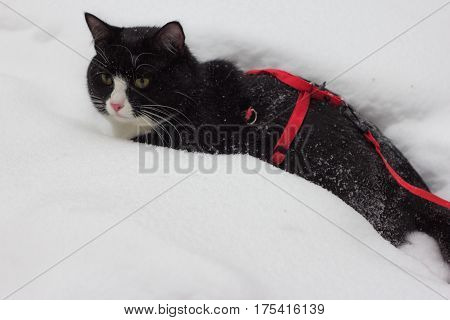 A black and white cat in a leash lies on the snow