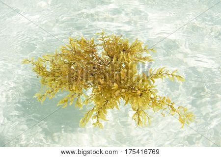 Floats allowing brown sargassum algae to float in shallow sandy sea on sunny day