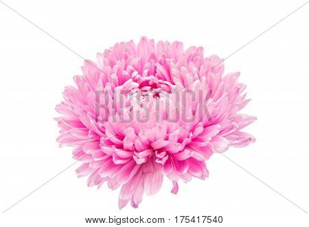 Pink asters flower isolated on white background