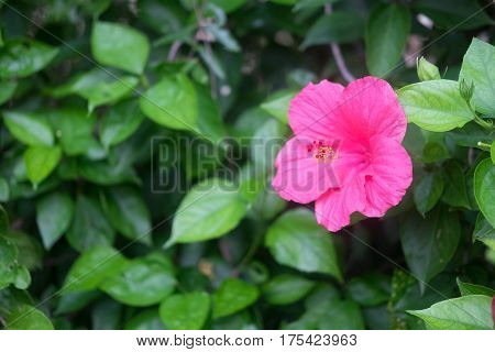 Chaba flower or red hibiscus flower with sunshine.