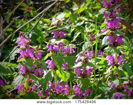 Dead-nettle , Lamium maculatum, Amplexicaule, Lamium Purpureum Lamium Maculatum