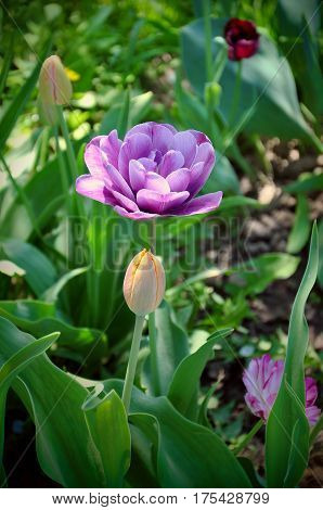 full purple tulip, pink tulip, macro flower