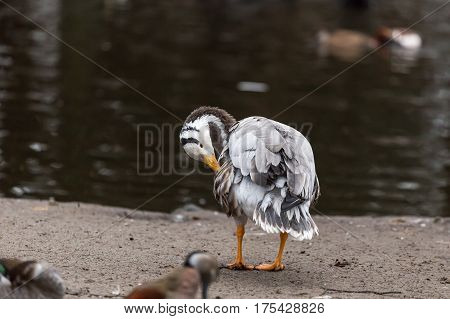 Bar-headed goose (Anser indicus) grooming at waterside cleaning feathers