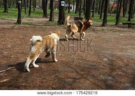 Puppy of Akita Inu and German Shepherd Dog introducing each other in public park