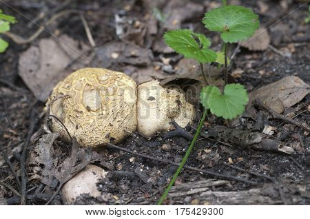 Common earthball mushroom close up shot local focus
