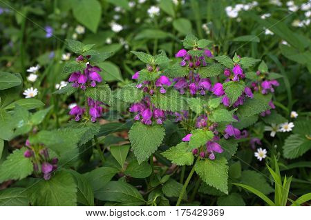Spotted dead-nettle , Lamium maculatum, Amplexicaule, Lamium Purpureum Lamium Maculatum