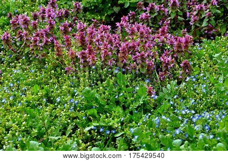 Spring background with sweet violet flowers in fresh green grass in the foreground