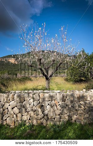 Blossoming Almond Trees