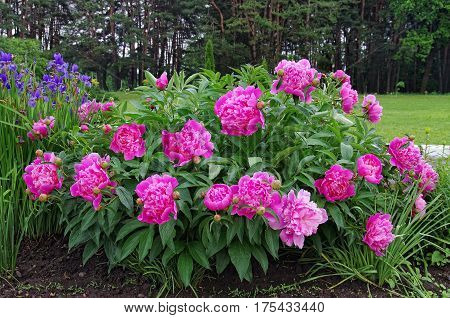 A beautiful blooming peony bush with pink flowers in the garden.