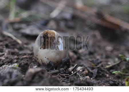 Black Mushroom Cup Fungi,Helvella leucomelaena, little mushroom cup