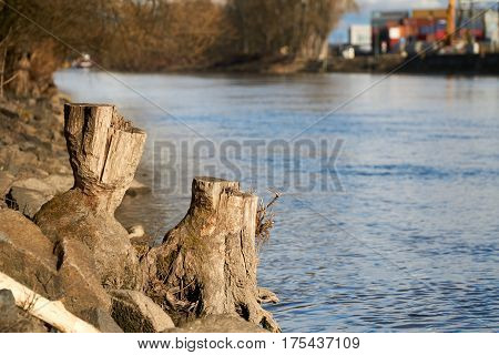 Stump in the near of a river in Regensburg