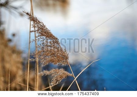 Dry grass in wind infront of a river in Regensburg