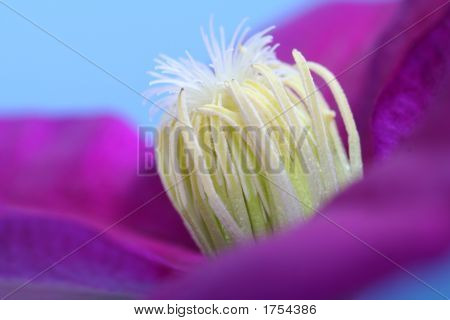 Clematis