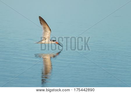 Black skimmer (Rynchops niger) Skimming. Wildlife scene from Florida, USA.