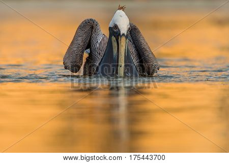 Brown pelican swimming in the blue water. Brown Pelican splashing in water. bird in the dark water, nature habitat, Florida, USA. Wildlife scene from ocean. Brown pelican in the nature.
