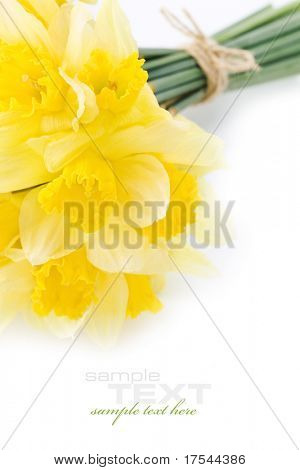 พวงของแดฟโฟดิลส์บนพื้นหลังสีขาว (มีตัวอย่างข้อความ)